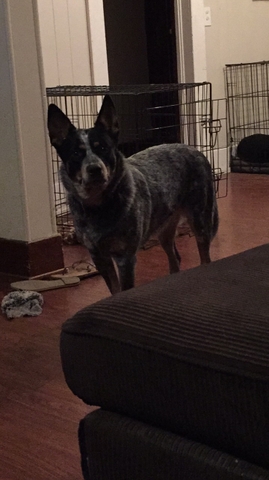 4 year old Blue Heeler - Nex-Tech Classifieds