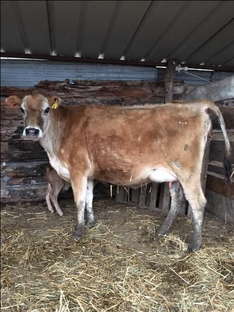 Registered a2/a2 jersey heifer - Nex-Tech Classifieds