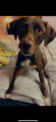 4yr old choc lab GSP mix - Nex-Tech Classifieds