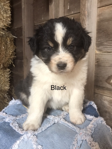 AKC AUSTRALIAN SHEPHERD PUPPIES - Nex-Tech Classifieds