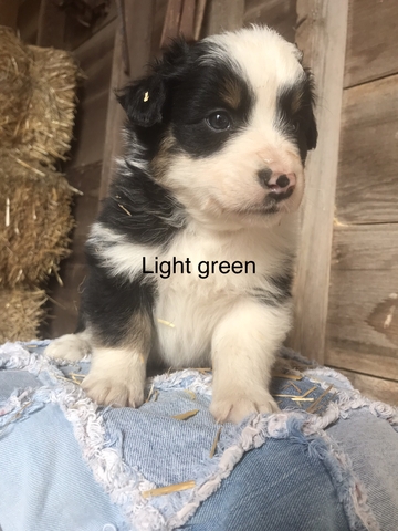 AKC AUSTRALIAN SHEPHERD PUPPIES - Nex-Tech Classifieds