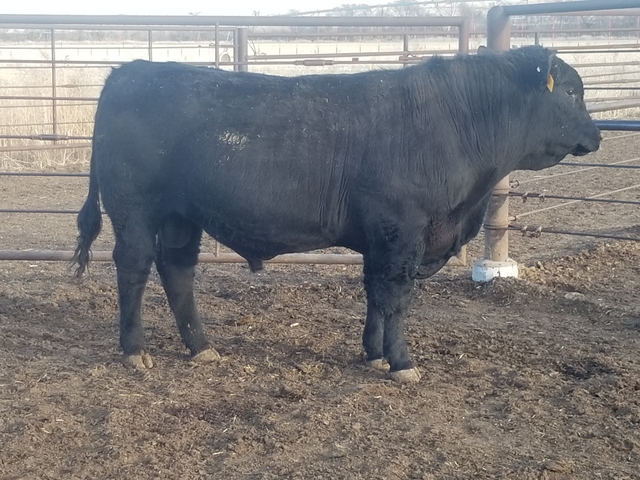 2 Yr Old Gelbvieh and Balancer Bulls For Sale - Nex-Tech Classifieds