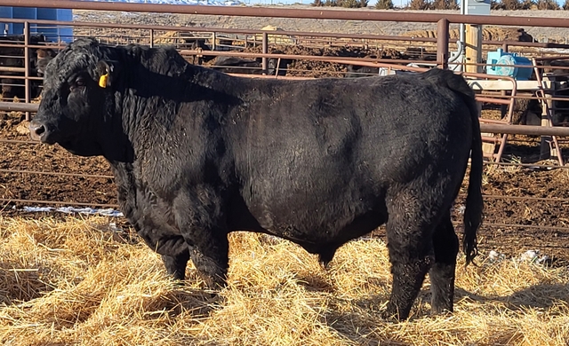 2 Yr Old Gelbvieh and Balancer Bulls For Sale - Nex-Tech Classifieds