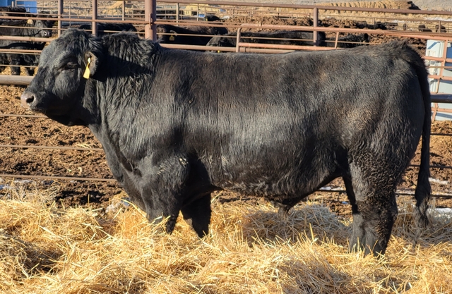 2 Yr Old Gelbvieh and Balancer Bulls For Sale - Nex-Tech Classifieds