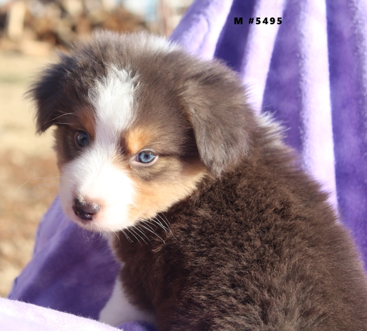 Australian Shep Pup Mini Males - Nex-Tech Classifieds