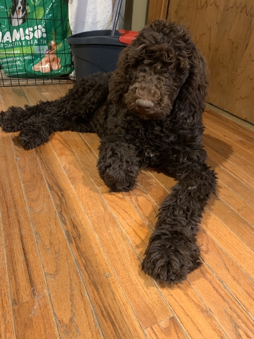 brown standard poodle puppy - Nex-Tech Classifieds