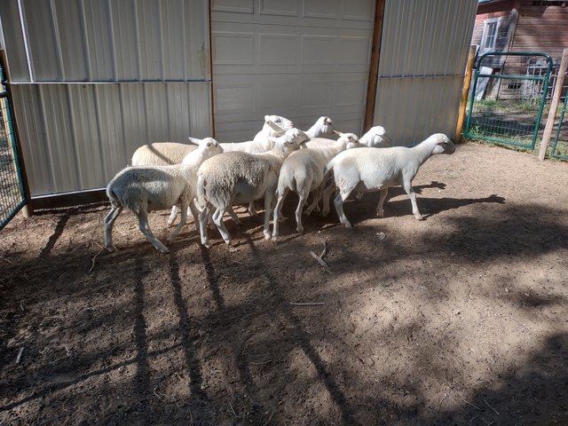 Katahdin wether sheep for sale - Nex-Tech Classifieds