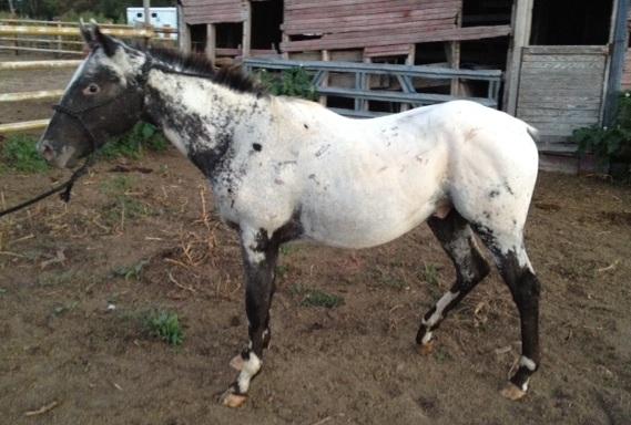 Appaloosa Mix Gelding 9 years Roan-Blue in Watson, OK