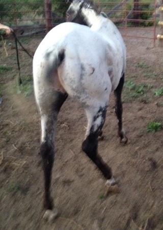 Appaloosa Mix Gelding 9 years Roan-Blue in Watson, OK