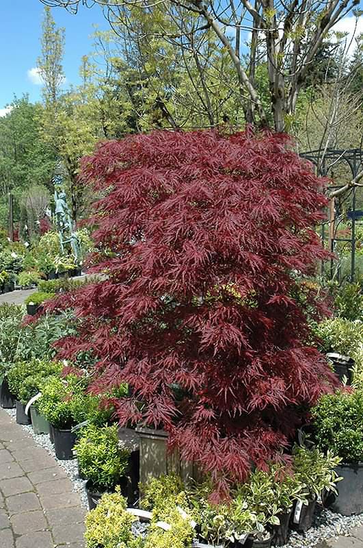 Bloodgood Red Leaf Japanese Maple - 5 Gallon Pot (2-3') - Nex-Tech ...