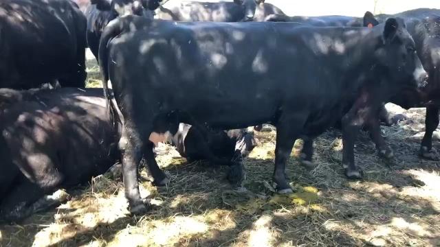 15 Bred Cows - All black & black baldys - Nex-Tech Classifieds