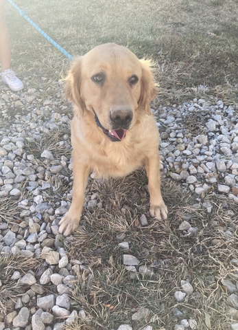 Golden Retriever Female - Nex-Tech Classifieds