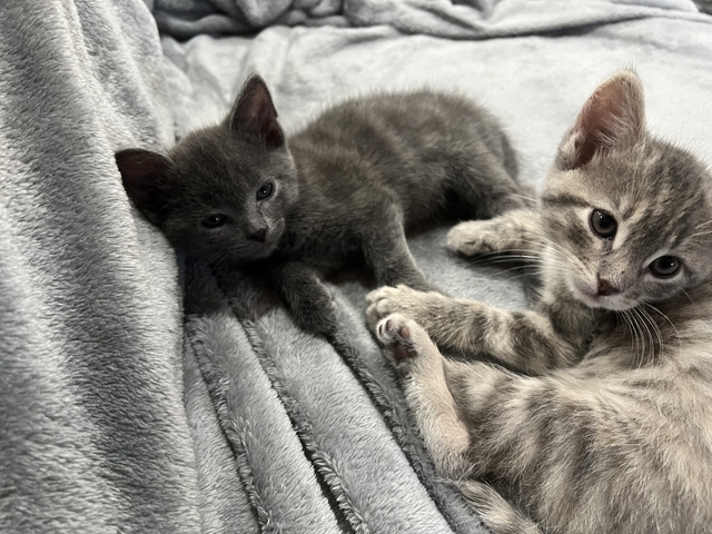 2 kittens needing homes! - Nex-Tech Classifieds