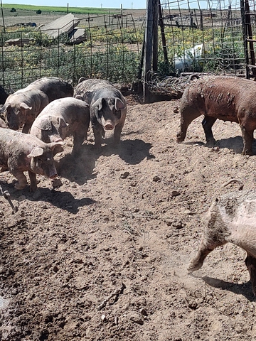 Feeder pigs - Nex-Tech Classifieds