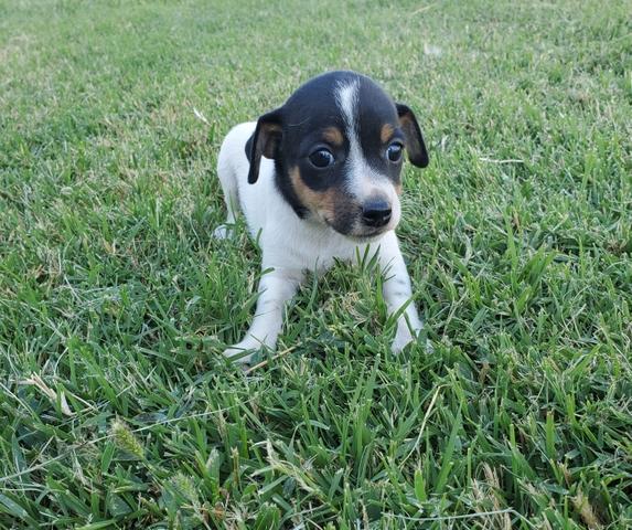 Tri-color Rat Terrier Puppy - Nex-Tech Classifieds