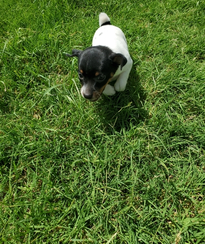 Tri-color Rat Terrier Puppies - Nex-Tech Classifieds