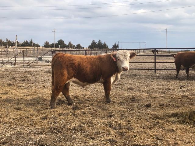 Registered Hereford Bulls - Nex-Tech Classifieds