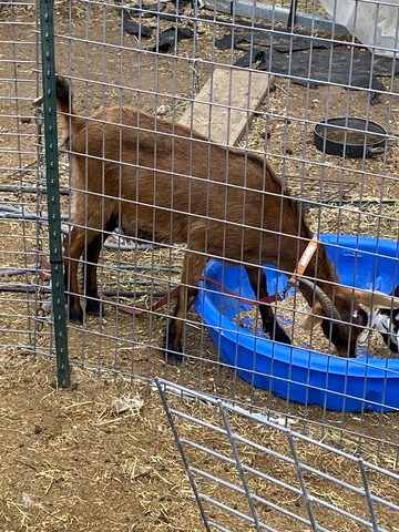 mini Nubian milk goat nanny - Nex-Tech Classifieds