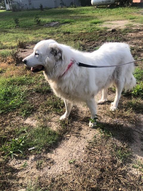 Great Pyrenees - Nex-Tech Classifieds