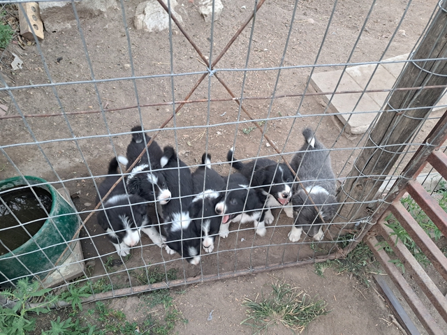 Border collie – Brit