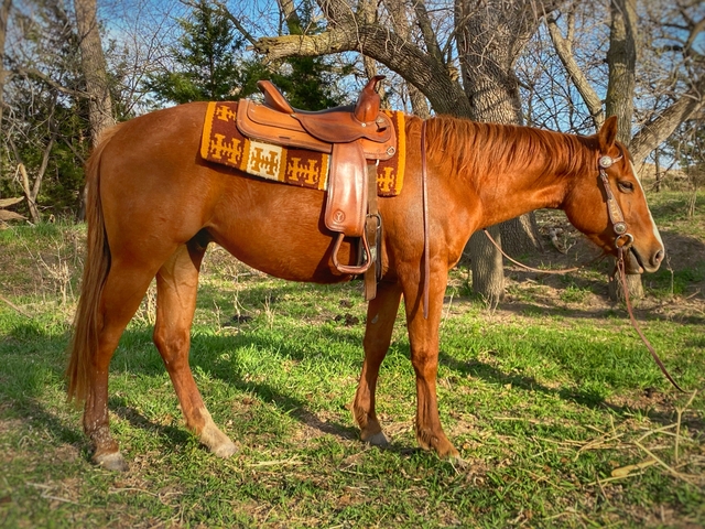 Dual Registered Gelding - Nex-Tech Classifieds