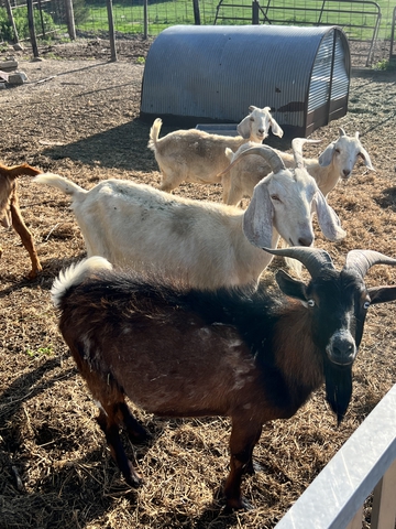 FOR SALE: 5 goats - Nex-Tech Classifieds