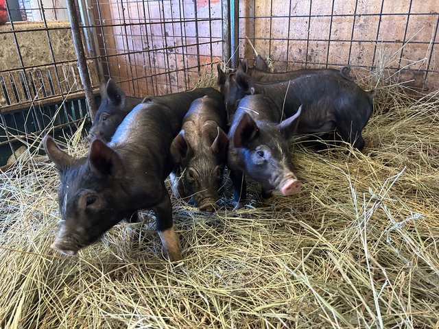 Feeder pigs - Nex-Tech Classifieds