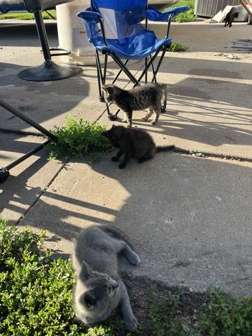 Cats/kittens - Nex-Tech Classifieds