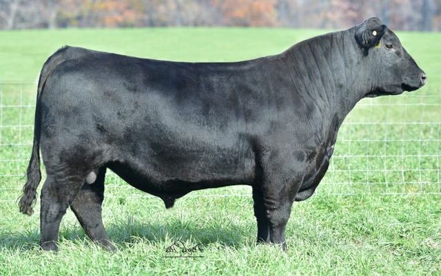 Rockn H Ranch Bull Sale | March 21, 2023 | Mankato Livestock - Nex-Tech ...