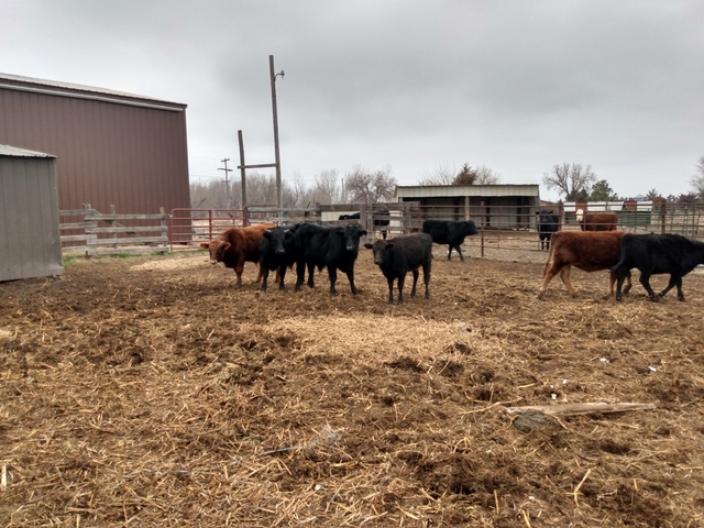 Heifer & Bull calves - Nex-Tech Classifieds