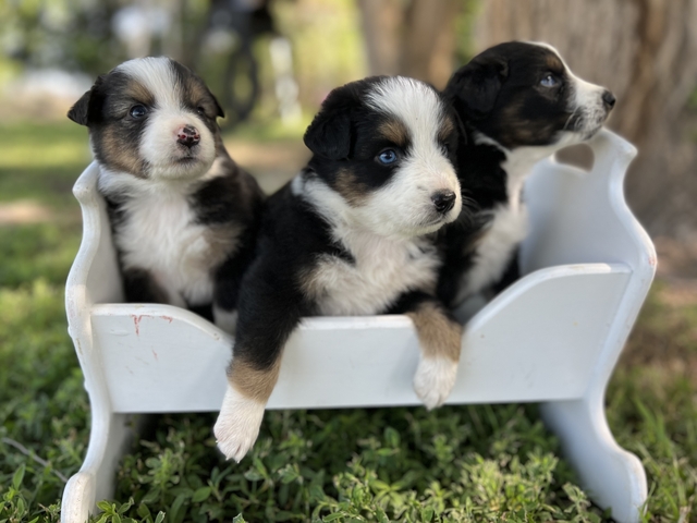 Australian Shepherd Puppies - Nex-Tech Classifieds