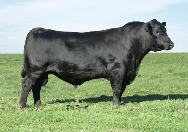 BLACK ANGUS BULLS For Sale 14 to 24 month olds!! - Nex-Tech Classifieds