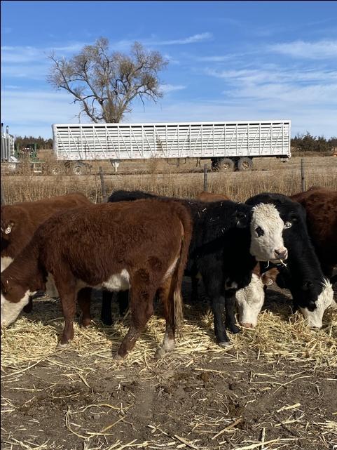 Bred Heifers - Nex-Tech Classifieds