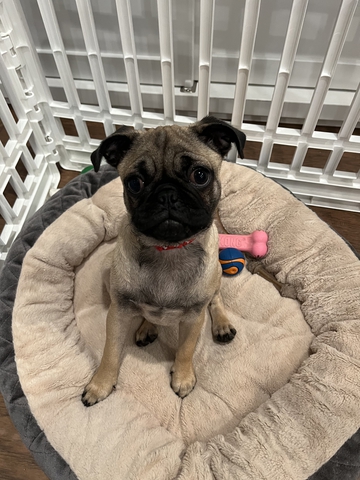 12 week old store pug