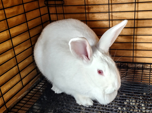 Rabbits for sale - Nex-Tech Classifieds