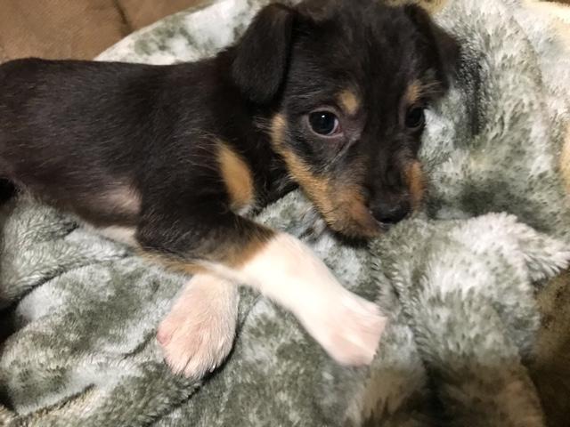 Jack Russell Puppy Nex Tech Classifieds