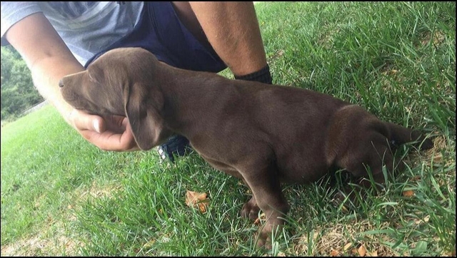 German shorthaired 2024 lab mix