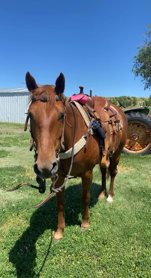 Weanling mule - Nex-Tech Classifieds