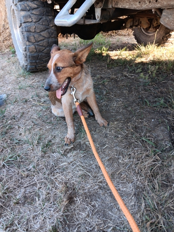 Heelers sales for rehoming