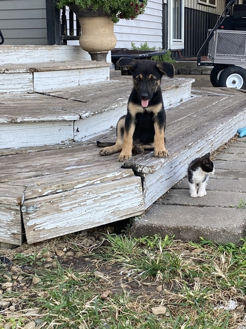 German shepherd/blue healer - Nex-Tech Classifieds