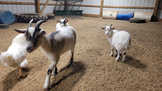 Free Goats - Nex-tech Classifieds