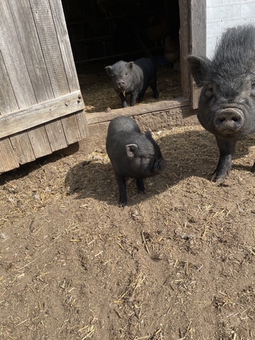 kune kune mini pig mix - Nex-Tech Classifieds