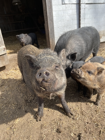 kune kune mini pig mix - Nex-Tech Classifieds