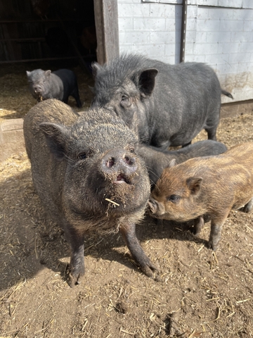 kune kune mini pig mix - Nex-Tech Classifieds