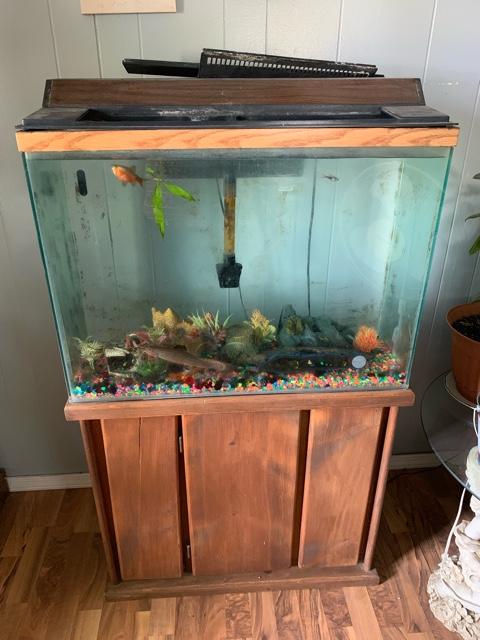 freshwater fish for 40 gallon tank