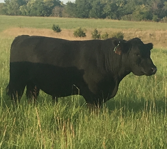 American Aberdeen Cattle For Sale - Nex-Tech Classifieds