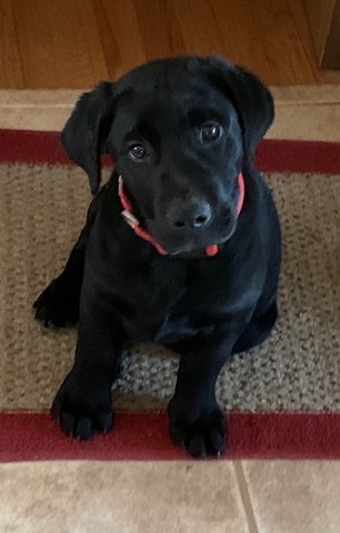 12 Weeks old labrador retriever puppy - Nex-Tech Classifieds