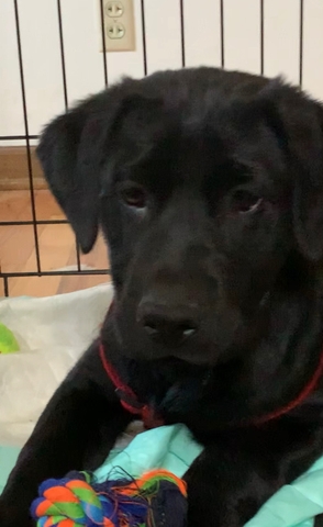 12 Weeks old labrador retriever puppy - Nex-Tech Classifieds