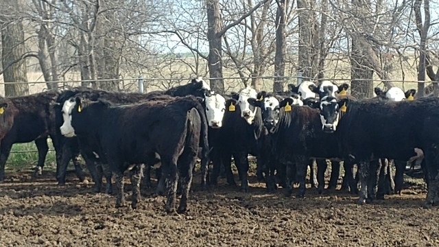 Bwf Replacement Heifers - Nex-tech Classifieds