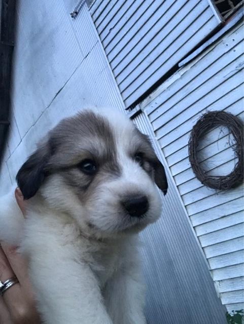purebred great pyrenees puppies
